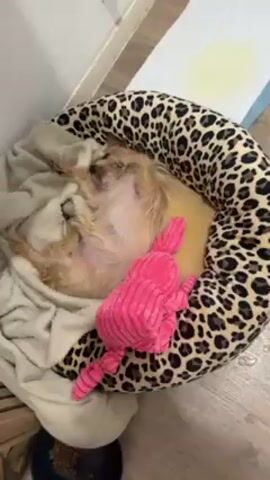A small, light brown, long-haired dog is curled up asleep in a round dog bed with a leopard print exterior. The dog is lying on its back, with its belly exposed.  A folded tan blanket partially covers the dog. Next to the dog is a pink, stuffed bunny toy.  A small black bowl with dry dog food sits on the floor next to the bed. In the background, a white pee pad with a yellow stain is partially visible. The floor is light wood tone. The video is shot from above.