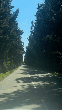 Morning drive captured on tree-lined road in Asomatos, Cyprus