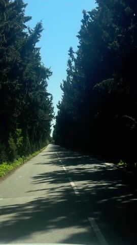 The video shows a view from a moving vehicle on a paved road. The road is straight and has a white line down the center. Tall, dark green trees line both sides of the road, casting shadows on the pavement. Above the trees is a clear, bright blue sky. The video appears to be taken during daylight hours. There are no people or other vehicles visible in the frame. The focus is on the road ahead and the surrounding trees. The sound of music plays throughout the video.