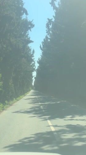 Morning drive captured on tree-lined road in Asomatos, Cyprus