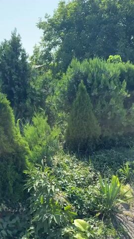 The video displays a close-up shot of a garden with lush green trees and plants. The camera slowly pans across the foliage, focusing on various types of coniferous trees, some with small cones. The sunlight filters through the leaves, creating a dappled effect. The ground is covered with green vegetation and soil. In the background, a clear sky is visible, along with the edge of a building peeking through the trees. The overall impression is of a serene and natural outdoor environment.