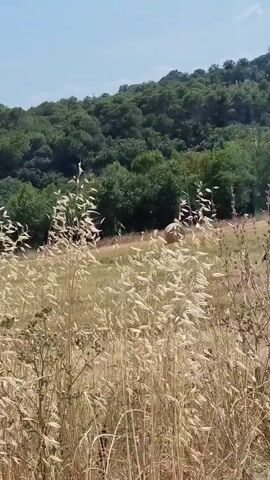 The video shows a rural landscape with dry grass in the foreground and hay bales in the background. The hay bales are cylindrical and appear to be stacked in a field. A wooded hill is visible behind the field. The sky is blue with some clouds. The video appears to have been filmed on a sunny day. There are no people or animals visible in the video. The video is filmed from a static position, with no camera movement. The audio is of ambient sounds, likely wind and birds.