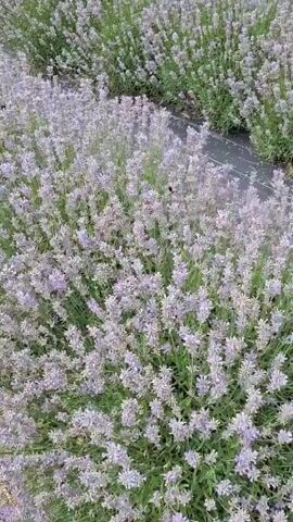 The video shows a close-up view of blooming lavender plants. The camera pans slightly, offering a detailed look at the dense clusters of purple flowers and green foliage. The lighting suggests it is daytime, and the overall impression is of a peaceful, natural environment. There are no people visible in the video, and the focus is solely on the botanical elements.
