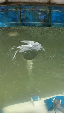 The video shows a close-up view of a small, rectangular pool with murky green water. A vortex is actively forming in the center of the pool, spiraling down into a drain. The pool is bordered with blue tiles and a brick edge. A white object floats on the surface of the water, rotating with the vortex. A white hose and blue and white cleaning equipment are partially visible in the bottom right corner of the frame.