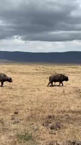 The video shows two cape buffalo walking in a field of dry grass. The buffalo are dark gray and have large horns. The field is mostly flat with some rocks and sparse vegetation. In the background, there are mountains and a cloudy sky.