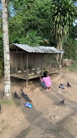 A young girl with dark hair and wearing a pink shirt and blue jeans is crouching in front of a wire-enclosed coop, possibly feeding the birds inside. Several pigeons are scattered around the dirt ground, some pecking at something, others looking around. One pigeon in mid-flight is near the center of the frame. The coop has a metal roof and appears to house multiple birds. The environment is outdoors with lush green foliage and trees in the background, suggesting a rural or tropical setting. A white-barked tree is on the left side of the frame.