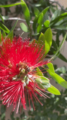 Honeybee forages on red bottlebrush flower in La Paz