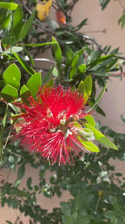 Honeybee forages on red bottlebrush flower in La Paz