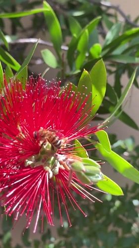 Honeybee forages on red bottlebrush flower in La Paz