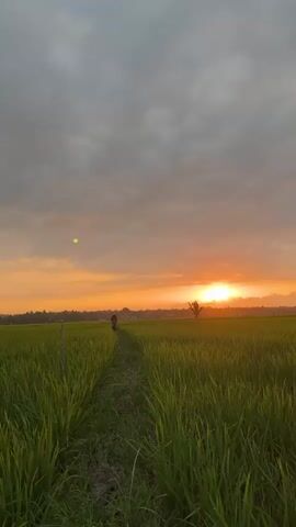 A vertical, low-angle, medium shot captures a tranquil sunset over a vibrant green rice field. The sky is a canvas of soft oranges and grays, with the sun a bright, hazy orb on the horizon. The rice stalks, lush and tall, fill the foreground, creating a sense of depth. A narrow dirt path meanders through the field, leading towards the distant sunset. In the center of the frame, a solitary figure on a motorcycle rides away from the camera, disappearing into the golden light. The atmosphere is serene and picturesque, evoking a sense of peace and natural beauty.