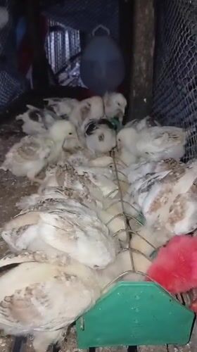 Chicks at feeders and flowering plants in rural Aceh