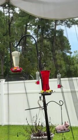 A hummingbird feeder is suspended from a hook on a black metal pole in a yard. The feeder is filled with a clear liquid and has red flower-shaped openings. A second hummingbird feeder, shaped like a red vase, is also hanging from the pole. A pink pig statue is on a lower hook. The background includes trees and a white fence. There is a netting draped over the scene.