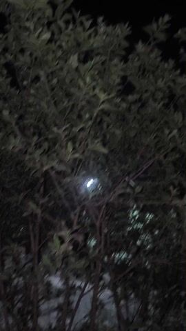The video shows a blurry view of a street and some buildings at night, seen through the leaves of a tree. The camera moves erratically.  Streetlights illuminate the scene. A green fence and parked cars are visible.