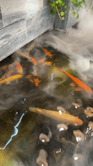 Tourist captures koi ponds and nightlife in Nha Trang