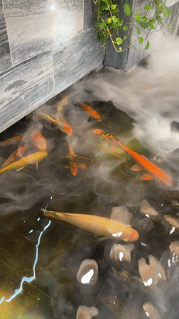 Tourist captures koi ponds and nightlife in Nha Trang