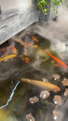 Tourist captures koi ponds and nightlife in Nha Trang
