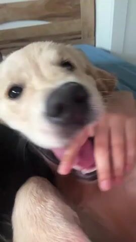 A close-up shot captures a golden retriever puppy interacting with a person's hand. The puppy's face fills the frame, with its dark eyes and black nose prominent. A person's hand is visible, gently stroking the puppy's head and neck. The puppy appears playful, with its mouth open and teeth visible as it nuzzles the hand. The background is blurred, but suggests an indoor setting, possibly a bedroom, with a wooden headboard visible. The lighting is soft and natural, creating a warm and intimate atmosphere.