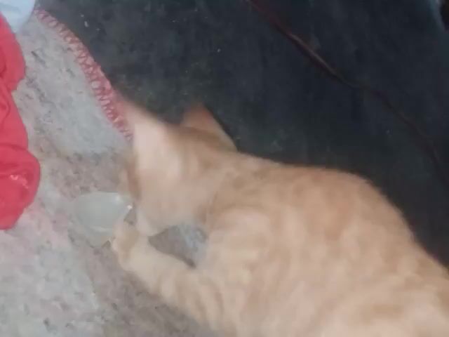 A ginger cat is lying on its back on a carpet. A pink ribbon is near the cat and it is biting on it.