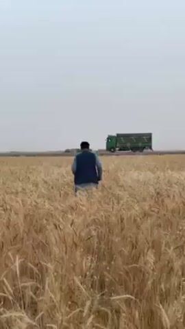 In a daytime video clip from 'Alaqadari Daman, Afghanistan, a man is seen walking through a vast field of golden-brown wheat. He is viewed from behind, wearing a dark vest over a lighter shirt and pants. The man walks away from the camera, moving towards a paved road visible in the middle ground. On the road, a green truck with a distinctive open, slatted cargo bed, possibly a livestock or agricultural transport vehicle, is moving from left to right. The sky is overcast or hazy, creating a muted, diffused light over the scene. No text is visible.