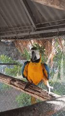 Blue-yellow macaw observed in cage in Porlamar, Venezuela