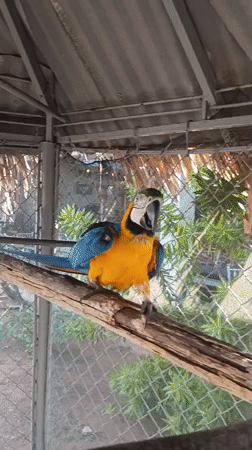 Blue-yellow macaw observed in cage in Porlamar, Venezuela