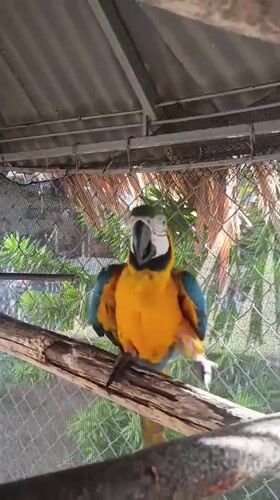 Blue-yellow macaw observed in cage in Porlamar, Venezuela