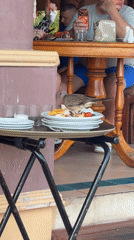 Bird spotted at restaurant in Karon, Thailand