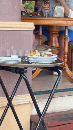 Bird spotted at restaurant in Karon, Thailand