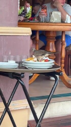 Bird spotted at restaurant in Karon, Thailand