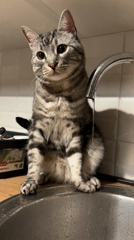 Evening domestic moments with gray tabby cat in Montenegro home