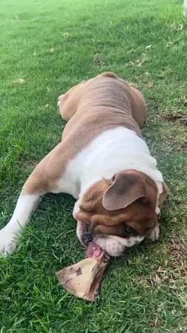 A bulldog is lying on the grass and chewing on a bone. The dog is brown and white, and is lying on its side with its front legs extended. The grass is green.