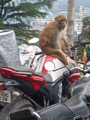 Monkey claims a motorcycle fuel tank in Bhagsu