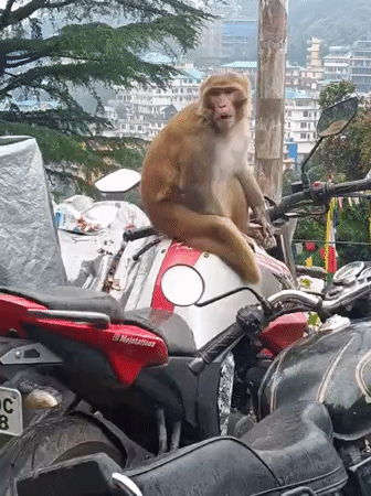 Monkey claims a motorcycle fuel tank in Bhagsu