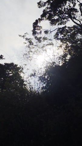 The video begins with a shot of a lush green canopy against a cloudy sky with the sun barely visible through the branches. The camera then pans upwards revealing a landscape of dense trees and foliage, with a cloudy, overcast sky in the background.  The camera continues to pan down, eventually showing a rocky, cliff-like terrain with water trickling down the rocks.  Branches lie across the rocky surface.  A voice can be heard in the background, but its words are not distinguishable.
