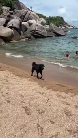 The video shows two dogs on a beach on a sunny day. A brown dog walks in front of the camera, while a black dog walks near the shoreline. There are people swimming in the water behind the dogs, and large rocks are situated at the edge of the beach. The beach sand is light brown and grainy. The sea water is clear and turquoise.