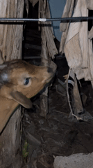 Young goat displays head movement in Nsirimo, Nigeria