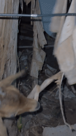 Young goat displays head movement in Nsirimo, Nigeria