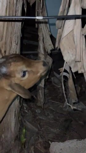 Young goat displays head movement in Nsirimo, Nigeria