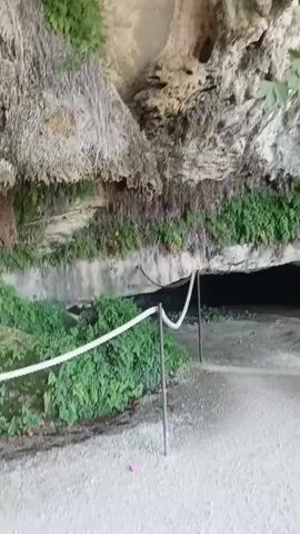 The video pans across a cave entrance shrouded in greenery. The cave opening is dark and appears to be covered by dense foliage. To the left of the cave, a rope barrier with white cord and metal posts guides visitors. A path made of gravel leads towards the cave. In the foreground, the rough bark of a large tree dominates the scene, with green leaves visible on its branches. The overall environment appears to be a natural, outdoor setting, possibly a park or historical site.