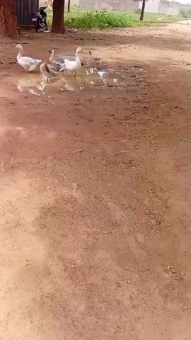 A group of geese are standing in a muddy puddle. Some of the geese are white, and others are gray and white. They are in an outdoor environment with dirt ground and some trees in the background. There is also a motorcycle and a person sitting on a bench in the background.