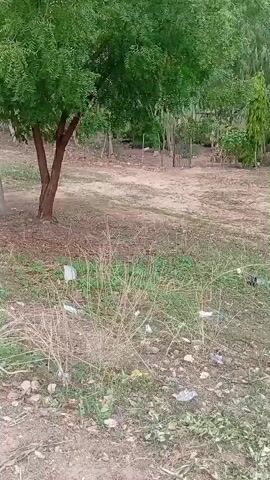 The video displays an outdoor scene, beginning with a view of a leafy green tree on the left, possibly a neem tree, against a dirt ground with scattered dry grass and some litter. In the background, further trees and a small wooden fence or gate are visible. The camera then pans right across the landscape, revealing more of the dirt ground, dry vegetation, and additional trees and bushes. Throughout the pan, various pieces of refuse, including plastic bags and wrappers, are strewn across the ground. A distinct sound of a passing vehicle is audible during the initial seconds. No individuals are present in the video.