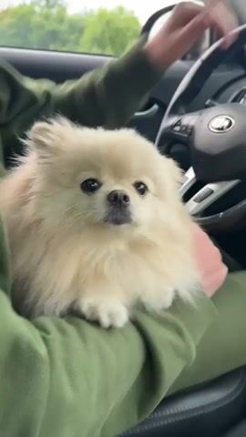 A cream-colored Pomeranian dog sits on a person's lap in the passenger seat of a car. The person is wearing a green hooded sweatshirt. The dog's fur is fluffy and it has dark eyes and a dark nose. The dog looks towards the camera and blinks. The steering wheel of the car is visible in the background. The environment outside the car appears to be green and possibly hilly. The video is from a first-person perspective, looking down at the dog.