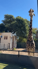 Giraffes and statues observed at Buenos Aires zoo facility