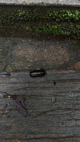 A close-up, high-angle shot shows a dark, pill-shaped arthropod with visible segmented plates moving across a damp, textured surface. To the top of the frame, a green, mossy area is visible along the edge of a concrete step. In the lower left of the frame, a single, dark, wet leaf rests on the surface.