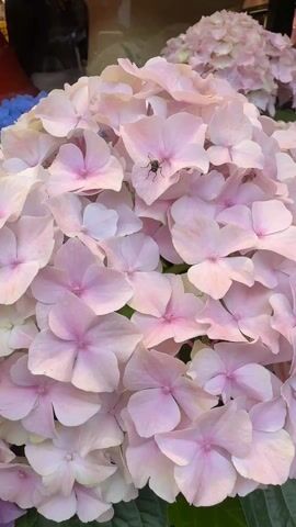 The video shows a close-up of a display of hydrangea flowers in pots. The flowers are in various colors including light pink, dark pink/purple, and blue. A fly is briefly visible on one of the light pink flowers. The flowers are displayed in a shop. There is some indistinct background noise.
