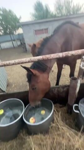 Two brown horses are in a pen with straw on the ground. They are reaching into two large metal buckets of water. The bucket in the foreground has several apples floating in it, and one horse is eating them. The bucket in the background has fewer apples, and one horse is also drinking from it. The horses are leashed and appear to be part of a farm or stable. There is a fence in the background and a building. The overall lighting suggests it is daytime.