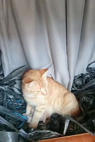 An orange tabby cat sits hunched in a nest of black and blue shredded plastic. The cat is facing to the left with its eyes closed. Behind the cat is a grey curtain. The cat is in a brown wooden container.