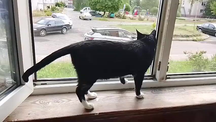 A black cat with white paws stands on a windowsill looking out an open window. Outside, cars and buildings are visible. The cat's tail is extended behind it.