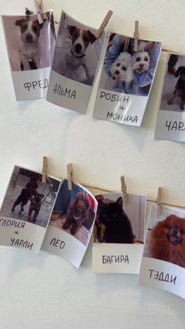 Photos of dogs, and one cat, hang by clothespins on a string attached to a white wall. Each photo is printed with the name of the pet below the image. The names of the pets written in Russian are Fred, Alma, Robin & Monica, Charlie, Oria & Charlie, Leo, Bagheera, Teddy, Tini, Rhino, Rosa, Bruno, Moka, Choko, Nika, Don, Onyx, and Alpha.
