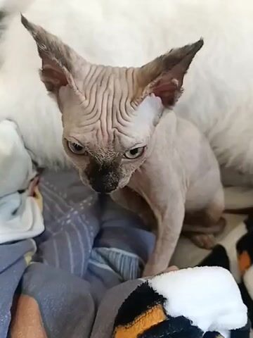 This video shows a Sphynx cat sitting on a pile of blankets. The cat is light-skinned with prominent wrinkles and large ears. It looks around with its head turned to the side. In the background, a larger white fluffy animal, possibly another cat or a dog, is partially visible. The environment appears to be indoors, possibly a living room or bedroom. The lighting is soft and natural.
